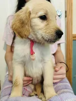 Pink, a female Goldendoodle for sale in Cheraw, SC – 3 of 5