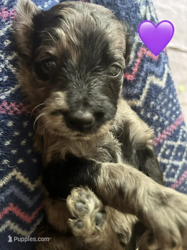 Missy – Goldendoodle puppy for sale in Cheraw, SC