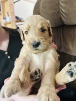  Pikachu, a male Goldendoodle for sale in Cheraw, SC – 1 of 3