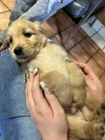  Pikachu, a male Goldendoodle for sale in Cheraw, SC – 8 of 8