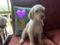Purple, a female Double Doodle for sale in Cheraw, SC – 3 of 3