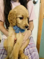  Pikachu, a male Goldendoodle for sale in Cheraw, SC – 3 of 8