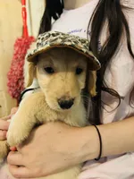 Yellow, a female Goldendoodle for sale in Cheraw, SC – 1 of 7