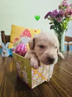 Green, a male Double Doodle for sale in Cheraw, SC – Photo 3 of 6