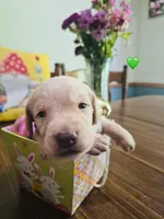 Green, a male Double Doodle for sale in Cheraw, SC – Photo 2 of 6