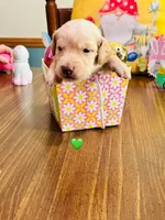 Green, a male Double Doodle for sale in Cheraw, SC – Photo 4 of 6