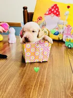 Green, a male Double Doodle for sale in Cheraw, SC – Photo 5 of 6