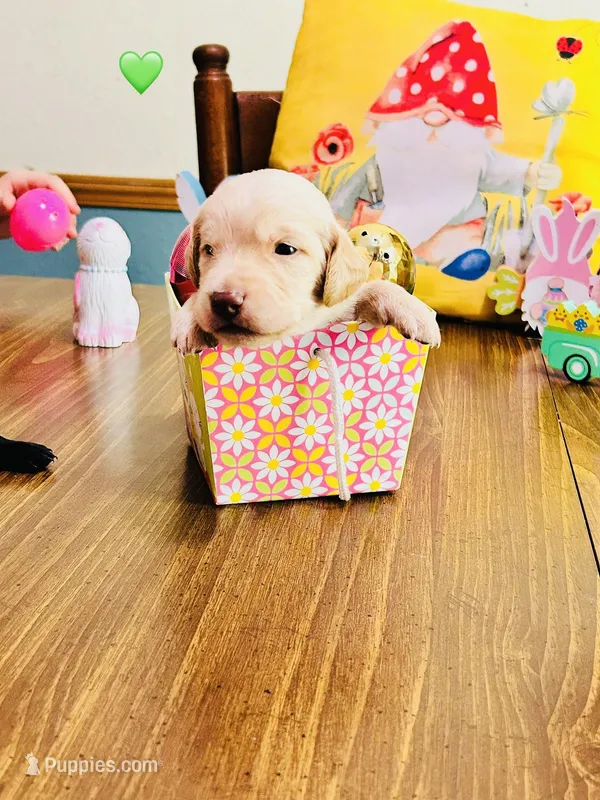 Green – Double Doodle puppy for sale in Cheraw, SC