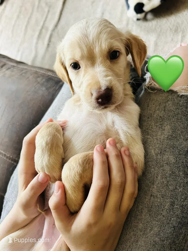 Green – Double Doodle puppy for sale in Cheraw, SC