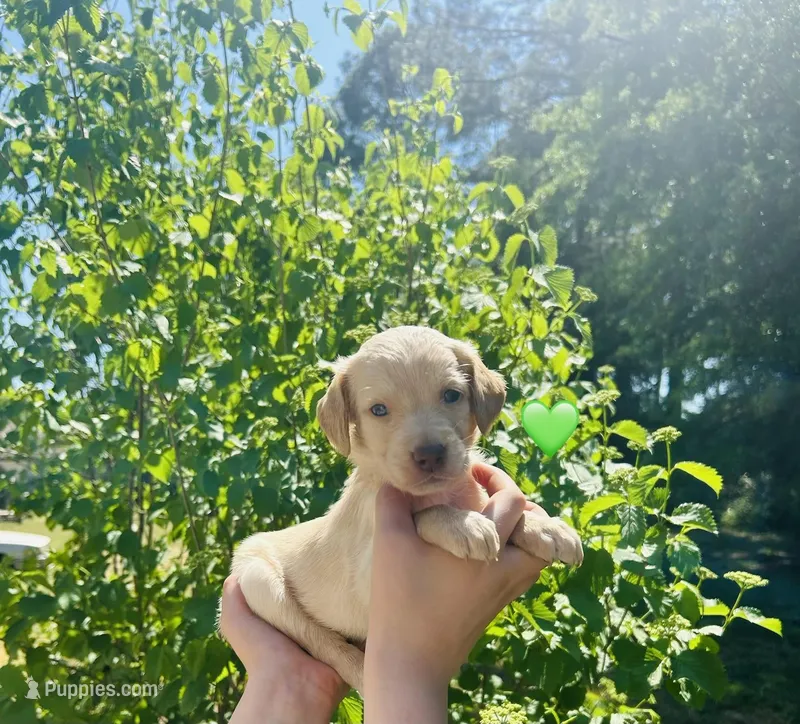 Green – Double Doodle puppy for sale in Cheraw, SC