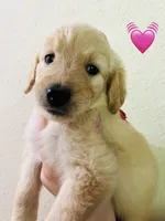 Pink, a female Goldendoodle for sale in Cheraw, SC – 2 of 5