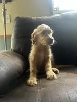 Picka, a male Goldendoodle for sale in Cheraw, SC – 4 of 4