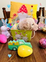 Teal, a male Double Doodle for sale in Cheraw, SC – Photo 2 of 7