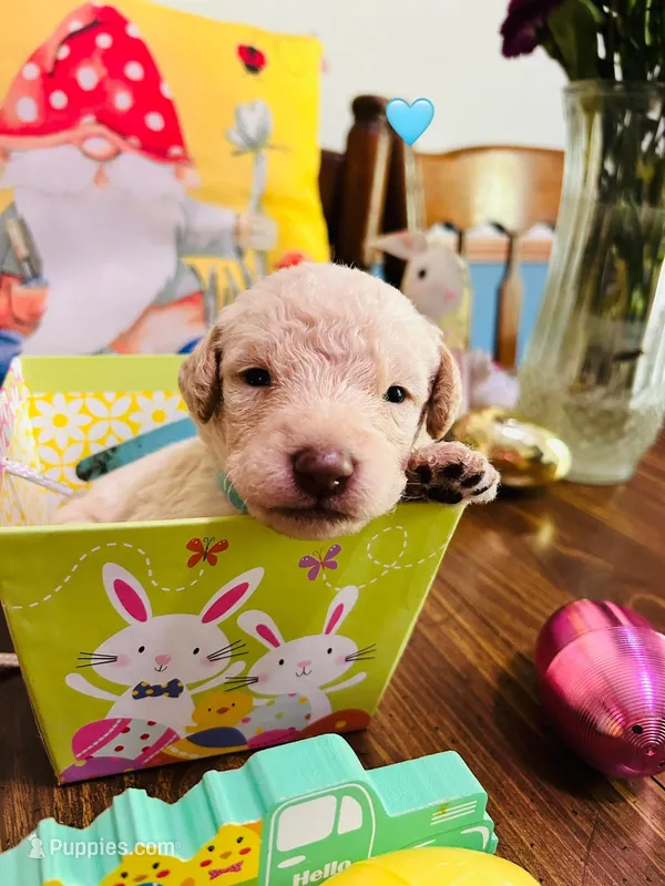 Teal – Double Doodle puppy for sale in Cheraw, SC