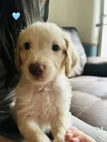 Teal, a male Double Doodle for sale in Cheraw, SC – 2 of 3