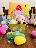 Teal, a male Double Doodle for sale in Cheraw, SC – Photo 3 of 7