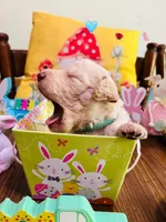 Teal, a male Double Doodle for sale in Cheraw, SC – Photo 5 of 7