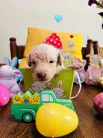 Teal, a male Double Doodle for sale in Cheraw, SC – Photo 6 of 7