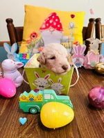 Teal, a male Double Doodle for sale in Cheraw, SC – Photo 7 of 7