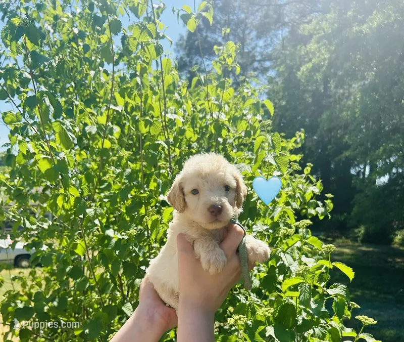 Teal – Double Doodle puppy for sale in Cheraw, SC