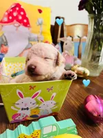 Teal, a male Double Doodle for sale in Cheraw, SC – Photo 4 of 7