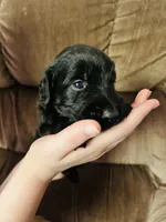 Boy blue, a male Goldendoodle for sale in Cheraw, SC – 1 of 4