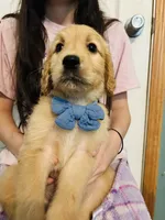  Pikachu, a male Goldendoodle for sale in Cheraw, SC – 5 of 8