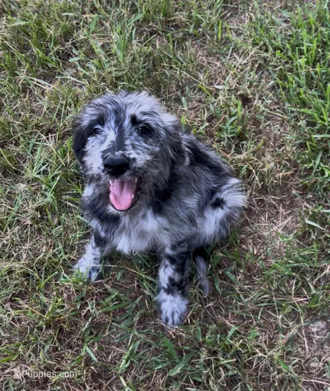 Mary – Goldendoodle puppy for sale in Cheraw, SC