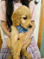  Pikachu, a male Goldendoodle for sale in Cheraw, SC – 7 of 8