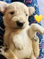 Yellow, a female Goldendoodle for sale in Cheraw, SC – 1 of 4
