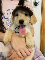 Yellow, a female Goldendoodle for sale in Cheraw, SC – 6 of 7