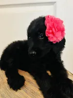 Pink, a female Goldendoodle for sale in Cheraw, SC – 2 of 9