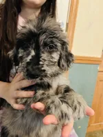 Mary, a female Goldendoodle for sale in Cheraw, SC – 4 of 6