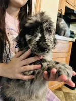 Mary, a female Goldendoodle for sale in Cheraw, SC – 6 of 6
