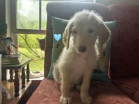Teal, a male Double Doodle for sale in Cheraw, SC – 3 of 3