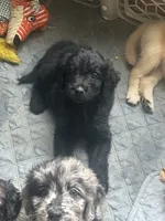 Pink, a female Goldendoodle for sale in Cheraw, SC – 8 of 9