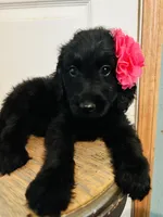 Pink, a female Goldendoodle for sale in Cheraw, SC – 6 of 9