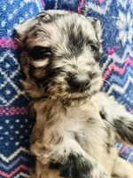 Susie, a female Goldendoodle for sale in Cheraw, SC – 2 of 4
