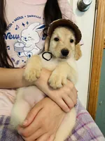 Yellow, a female Goldendoodle for sale in Cheraw, SC – 7 of 7