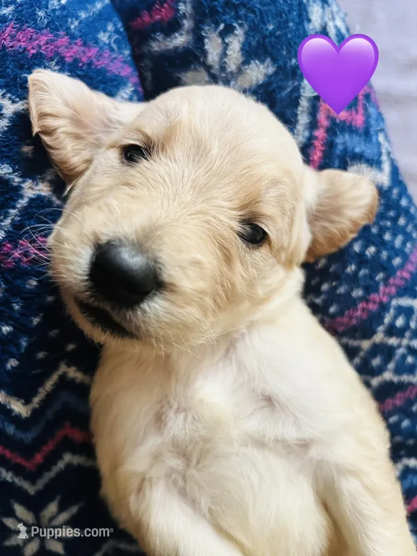 Purple – Goldendoodle puppy for sale in Cheraw, SC