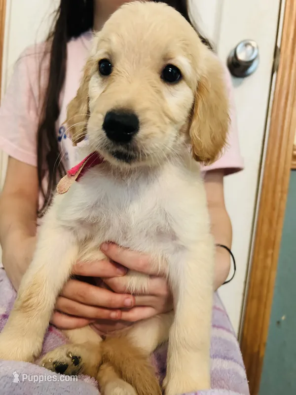 Pink – Goldendoodle puppy for sale in Cheraw, SC