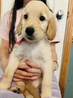 Pink, a female Goldendoodle for sale in Cheraw, SC – 1 of 5