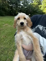 Picka, a male Goldendoodle for sale in Cheraw, SC – 2 of 4