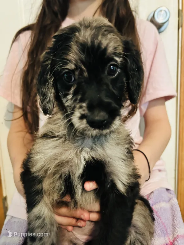 Missy – Goldendoodle puppy for sale in Cheraw, SC