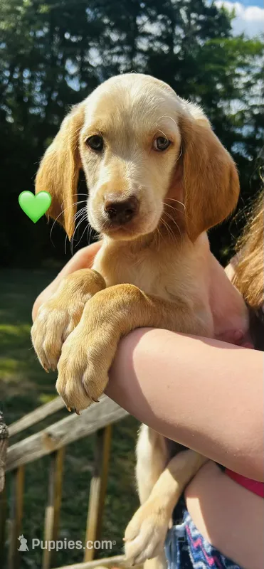 Green – Double Doodle puppy for sale in Cheraw, SC