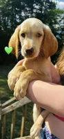 Green, a male Double Doodle for sale in Cheraw, SC – 1 of 3