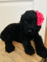 Pink, a female Goldendoodle for sale in Cheraw, SC – 4 of 9