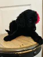 Pink, a female Goldendoodle for sale in Cheraw, SC – 7 of 9