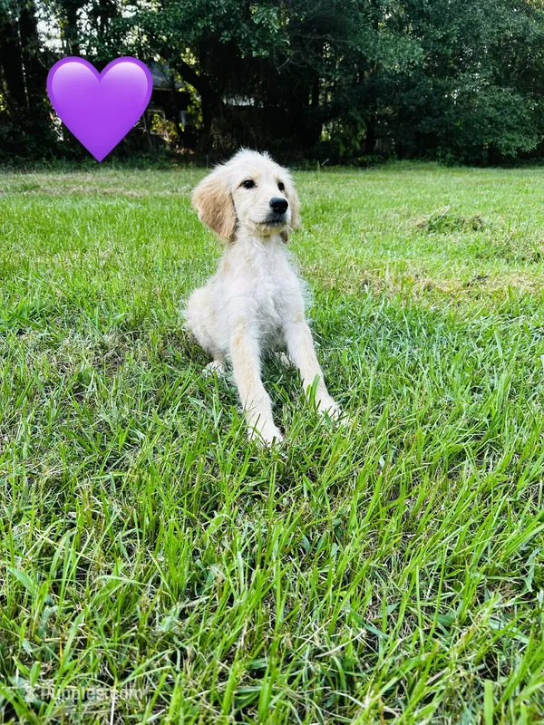 Purple – Goldendoodle puppy for sale in Cheraw, SC