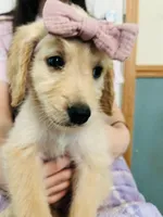 Purple, a female Goldendoodle for sale in Cheraw, SC – 1 of 5